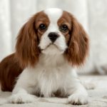 Cavalier King Charles Spaniel