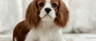 Cavalier King Charles Spaniel