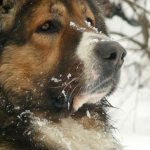 Caucasian Shepherd Dog