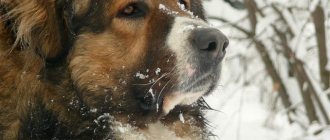 Caucasian Shepherd Dog