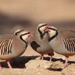 Chukar-bird-Description-features-species-lifestyle-and-habitat-chukar-2