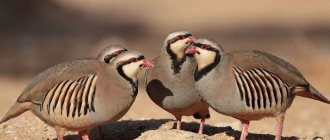 Chukar-bird-Description-features-species-lifestyle-and-habitat-chukar-2