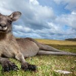 Kangaroo-animal-Description-features-species-lifestyle-and-habitat-kangaroo-1