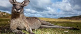 Kangaroo-animal-Description-features-species-lifestyle-and-habitat-kangaroo-1