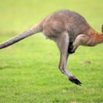 Kangaroo