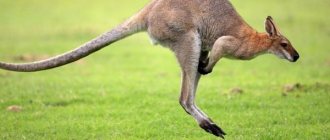 Kangaroo