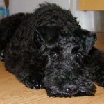 Kerry Blue Terrier resting photo