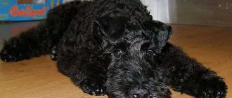 Kerry Blue Terrier resting photo