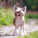 Chinese Crested Dog