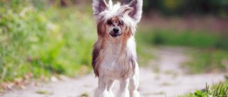 Chinese Crested Dog