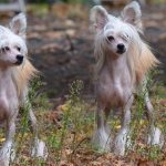 Chinese-crested-dog-Description-features-types-care-and-price-breed-2