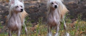 Chinese-crested-dog-Description-features-types-care-and-price-breed-2