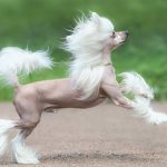 Chinese Crested Dog