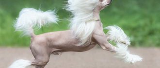 Chinese Crested Dog