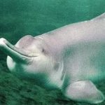 Chinese river dolphin baiji. Baiji is a Chinese river dolphin. 