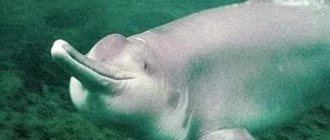 Китайский речной дельфин байцзи. Байцзи - китайский речной дельфин.