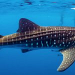 Whale shark