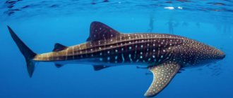 Whale shark