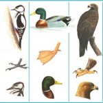 Bird class. General characteristics of the class - Student portal 