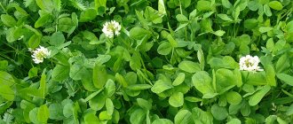 clover flowers and leaves