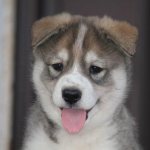 Nicknames for huskies - beautiful names with meaning from professionals.