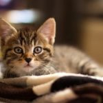 Cat nicknames starting with the letter E for girls, read the article