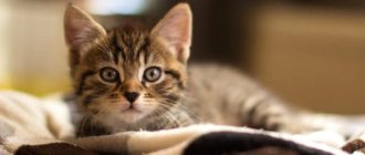 Cat nicknames starting with the letter E for girls, read the article