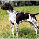 Nicknames of shorthaired pointer dogs for boys thumbnail