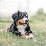 Key facts about the Bernese Mountain Dog