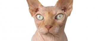 Key facts about the Canadian Sphynx