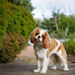 Key facts about the Cavalier King Charles Spaniel