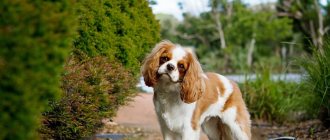 Key facts about the Cavalier King Charles Spaniel