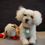 Key Facts About the Maltese Dog