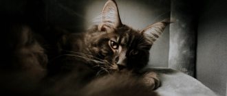 Key facts about the Maine Coon