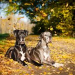 Key facts about the Great Dane