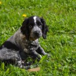 Key facts about the Russian Hunting Spaniel