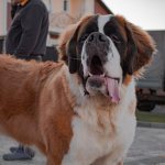 Key facts about St. Bernard