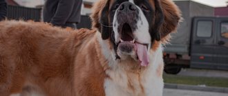 Key facts about St. Bernard