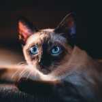 Key facts about the Siamese cat