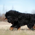 Key Facts About the Tibetan Mastiff