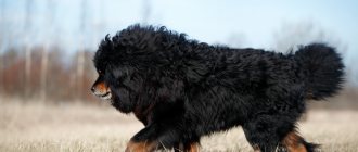 Key Facts About the Tibetan Mastiff