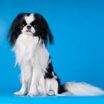 Key facts about the Japanese Chin