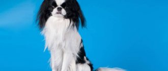 Key facts about the Japanese Chin