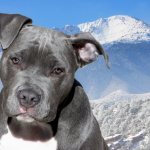 Key Facts About the American Staffordshire Terrier