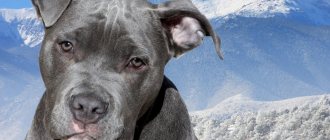 Key Facts About the American Staffordshire Terrier