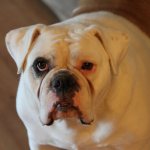 Key facts about the English Bulldog