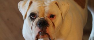 Key facts about the English Bulldog