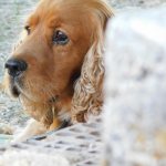 Key facts about the English Cocker Spaniel