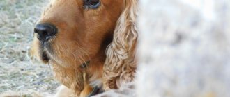 Key facts about the English Cocker Spaniel