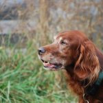 Key facts about the Irish Setter